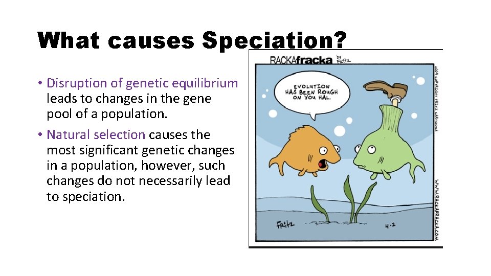 What causes Speciation? • Disruption of genetic equilibrium leads to changes in the gene