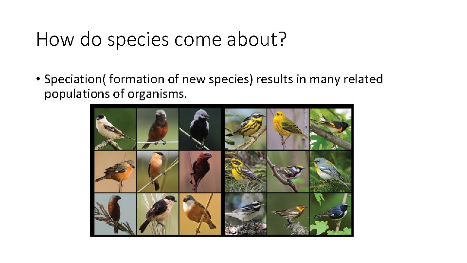 How do species come about? • Speciation( formation of new species) results in many