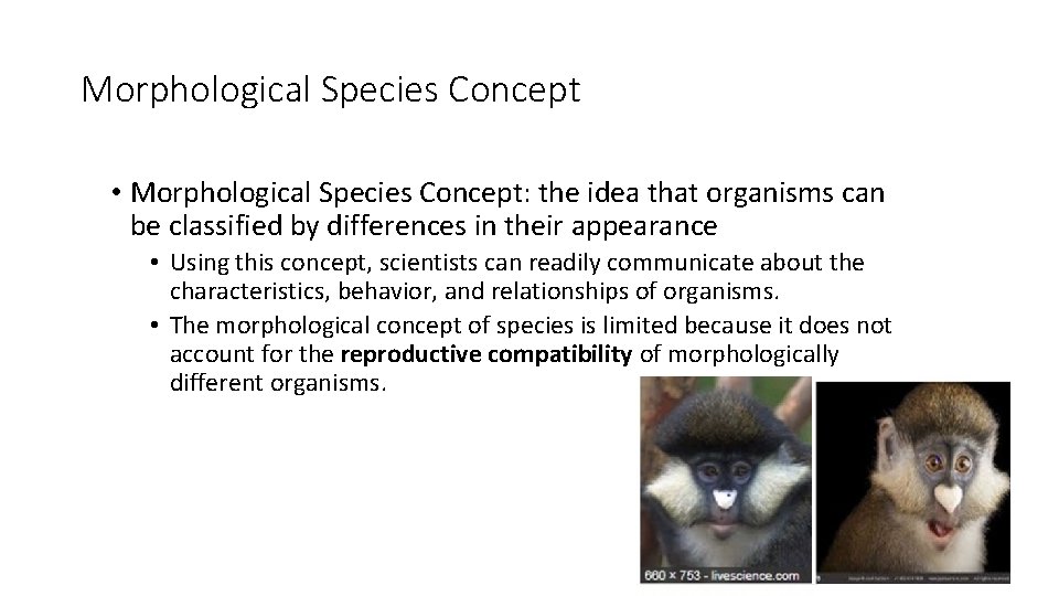 Morphological Species Concept • Morphological Species Concept: the idea that organisms can be classified
