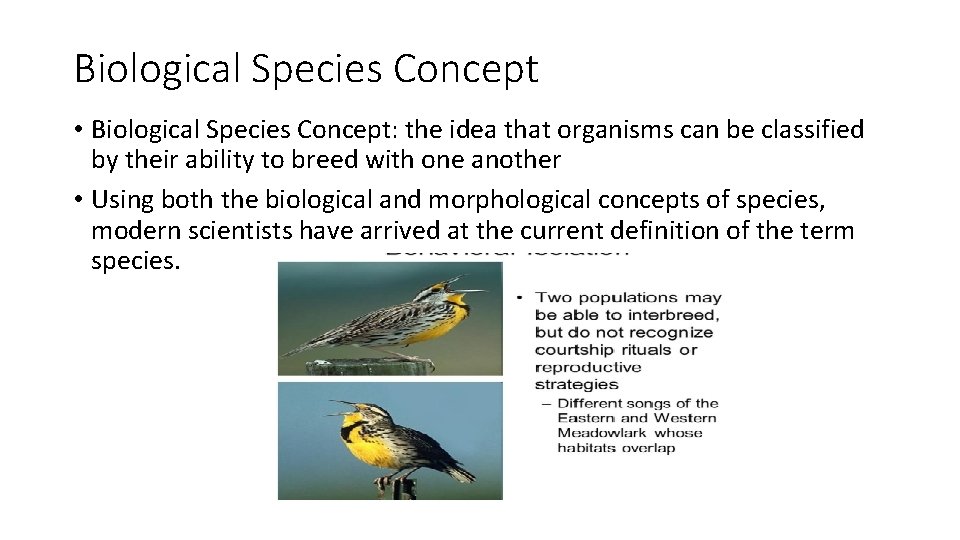 Biological Species Concept • Biological Species Concept: the idea that organisms can be classified