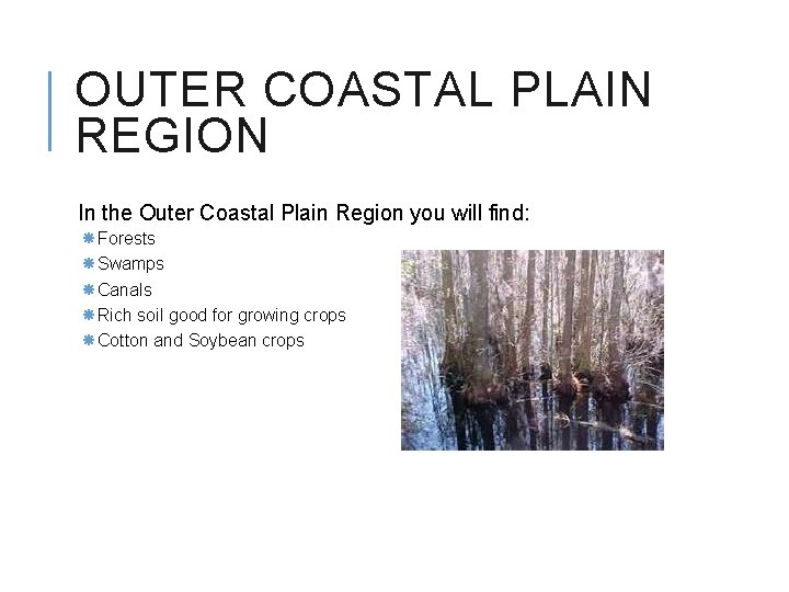 OUTER COASTAL PLAIN REGION In the Outer Coastal Plain Region you will find: Forests