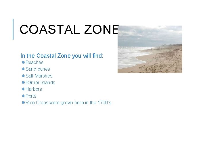 COASTAL ZONE In the Coastal Zone you will find: Beaches Sand dunes Salt Marshes
