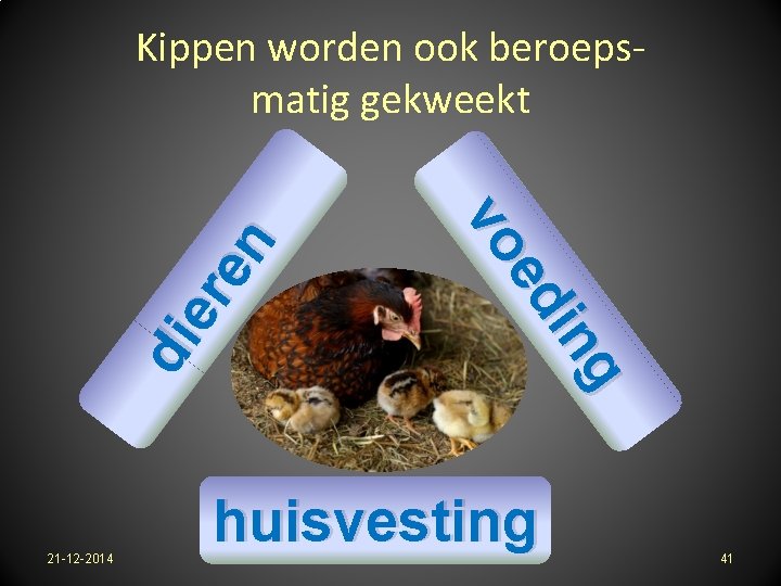 21 -12 -2014 g in ed vo di er en Kippen worden ook beroepsmatig