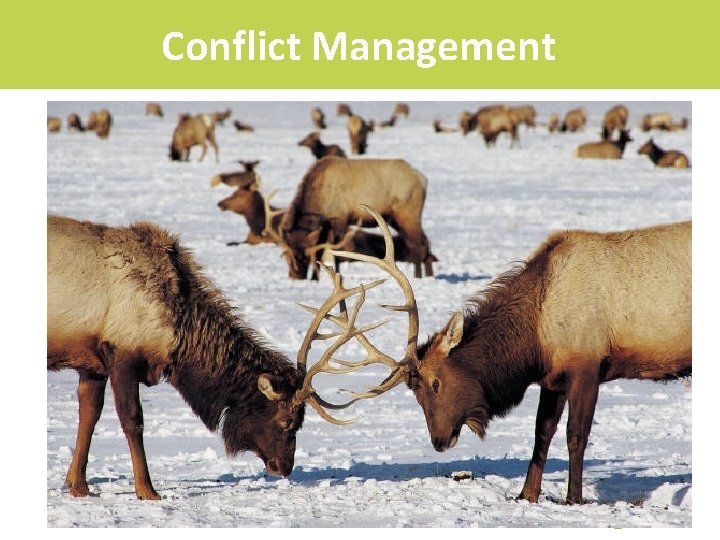 Conflict Management 