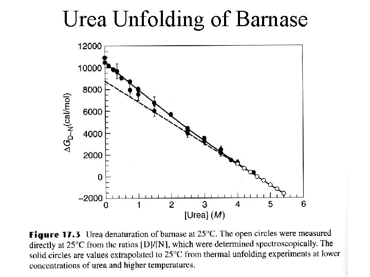 Urea Unfolding of Barnase 