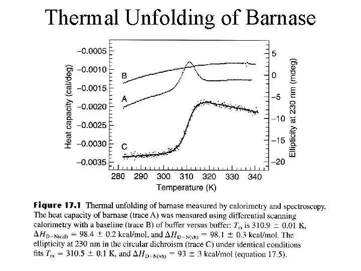 Thermal Unfolding of Barnase 