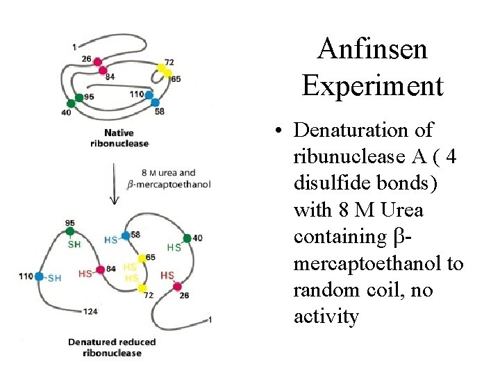Anfinsen Experiment • Denaturation of ribunuclease A ( 4 disulfide bonds) with 8 M