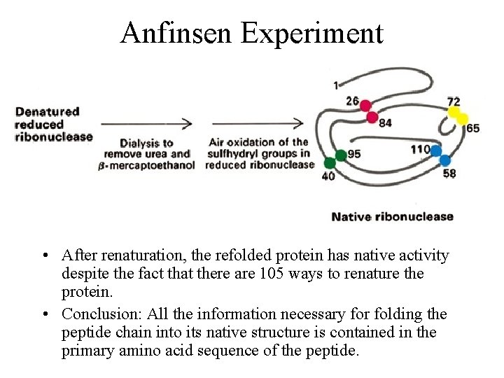 Anfinsen Experiment • After renaturation, the refolded protein has native activity despite the fact