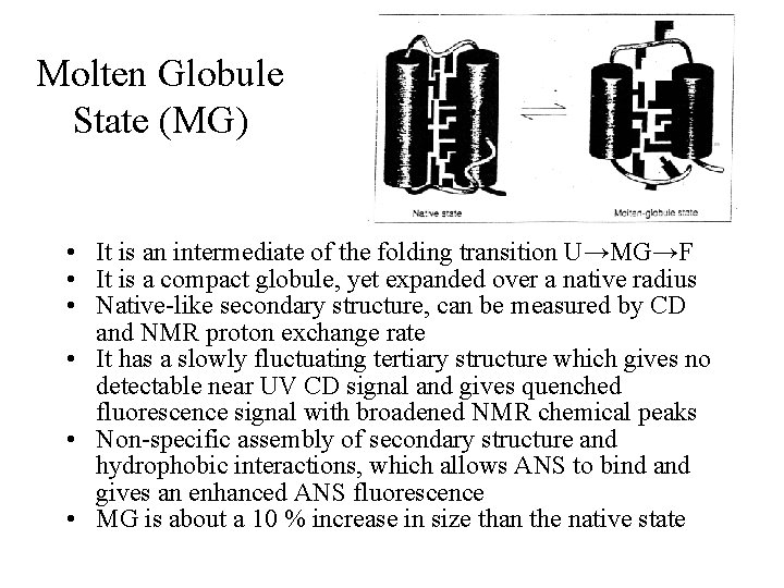 Molten Globule State (MG) • It is an intermediate of the folding transition U→MG→F