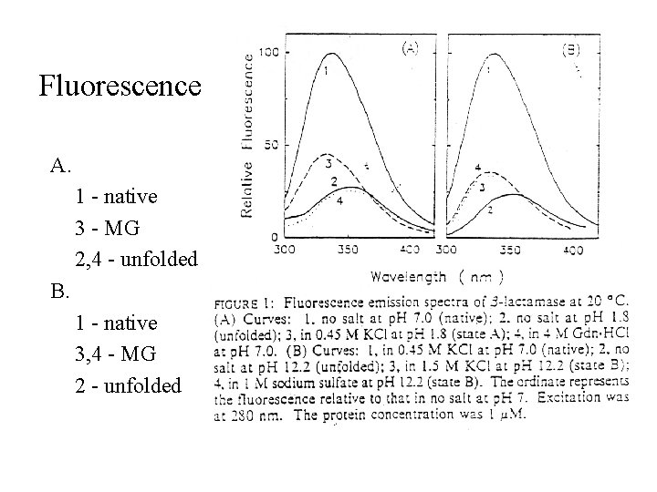 Fluorescence A. 1 - native 3 - MG 2, 4 - unfolded B. 1