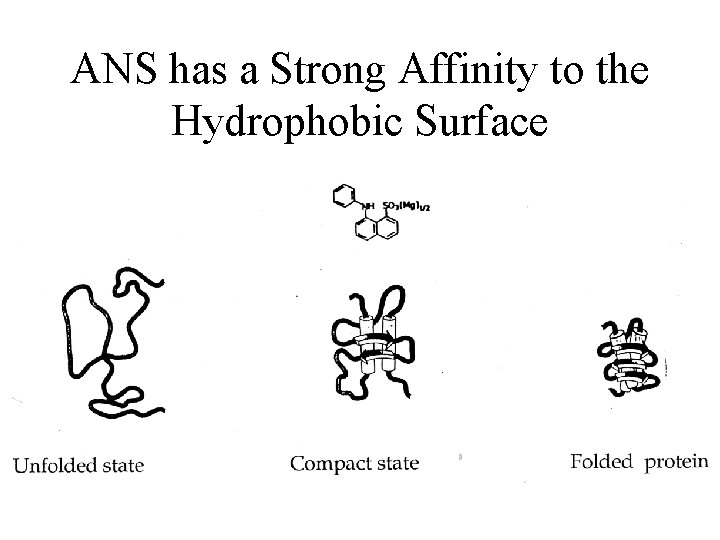 ANS has a Strong Affinity to the Hydrophobic Surface 