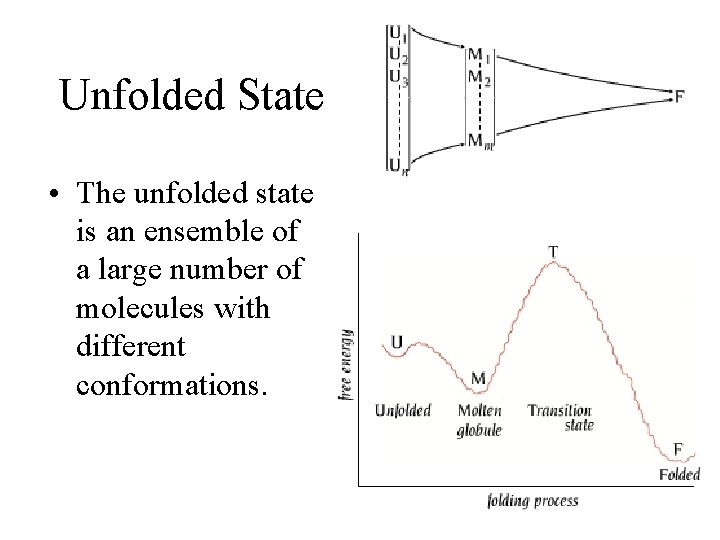 Unfolded State • The unfolded state is an ensemble of a large number of