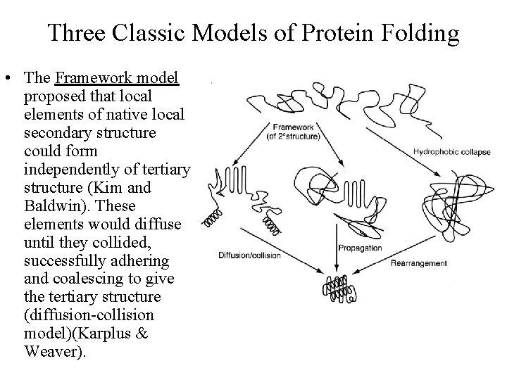 Three Classic Models of Protein Folding • The Framework model proposed that local elements