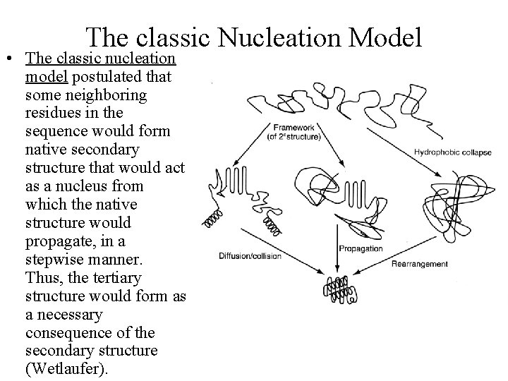 The classic Nucleation Model • The classic nucleation model postulated that some neighboring residues