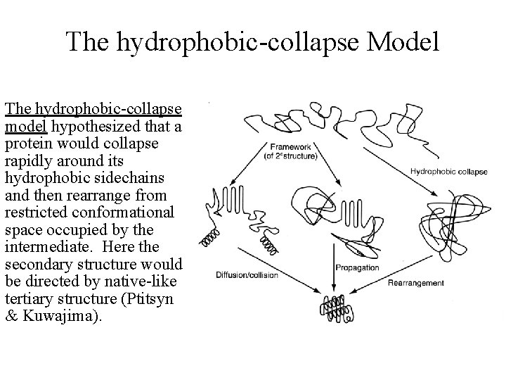 The hydrophobic-collapse Model The hydrophobic-collapse model hypothesized that a protein would collapse rapidly around