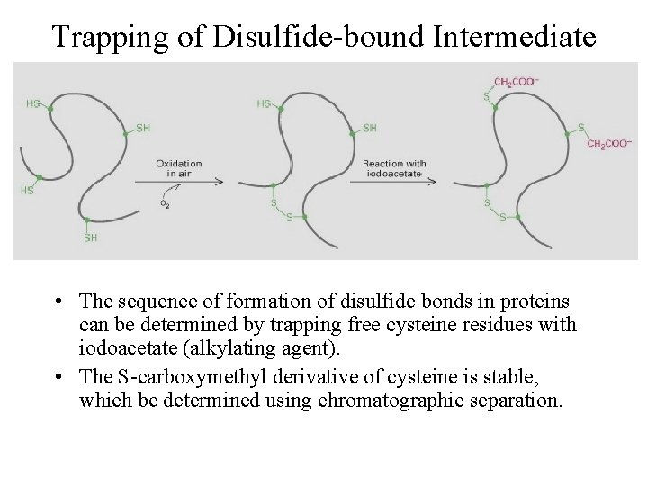 Trapping of Disulfide-bound Intermediate • The sequence of formation of disulfide bonds in proteins