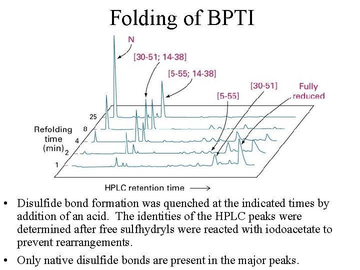 Folding of BPTI • Disulfide bond formation was quenched at the indicated times by