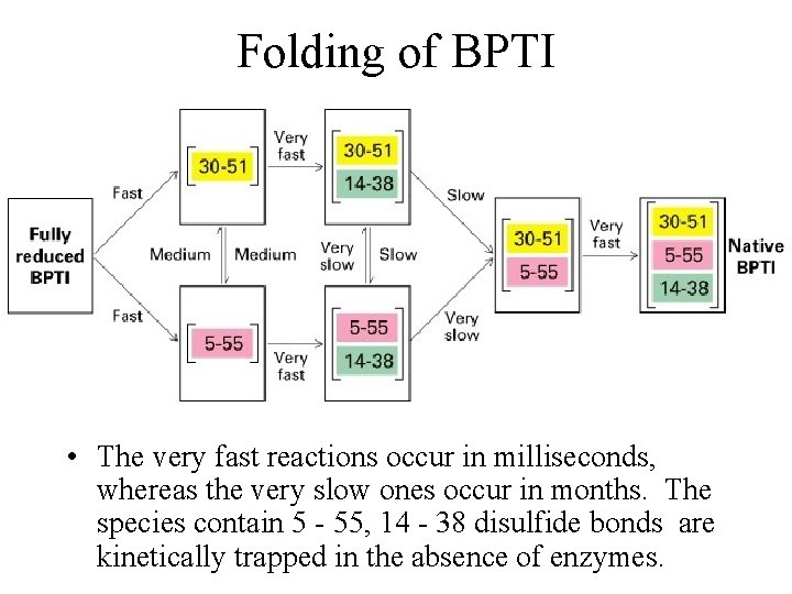 Folding of BPTI • The very fast reactions occur in milliseconds, whereas the very