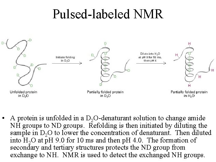 Pulsed-labeled NMR • A protein is unfolded in a D 2 O-denaturant solution to