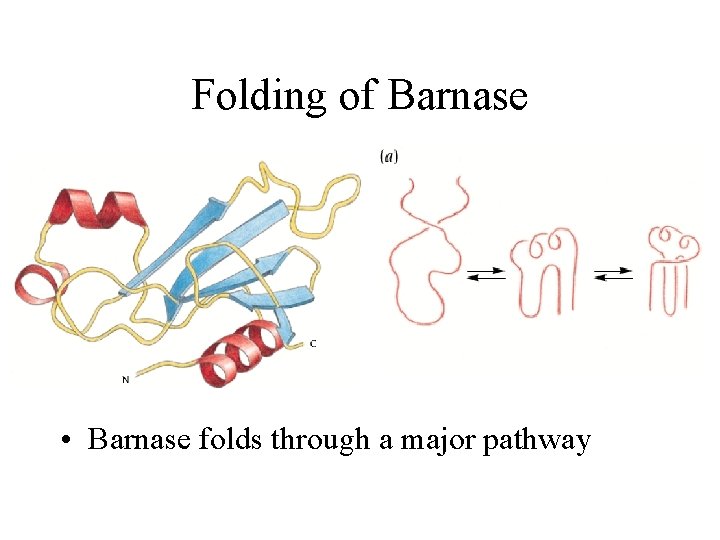 Folding of Barnase • Barnase folds through a major pathway 