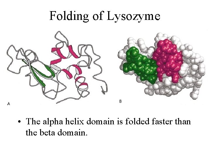 Folding of Lysozyme • The alpha helix domain is folded faster than the beta