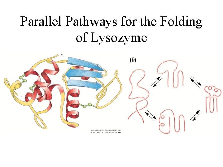 Parallel Pathways for the Folding of Lysozyme 