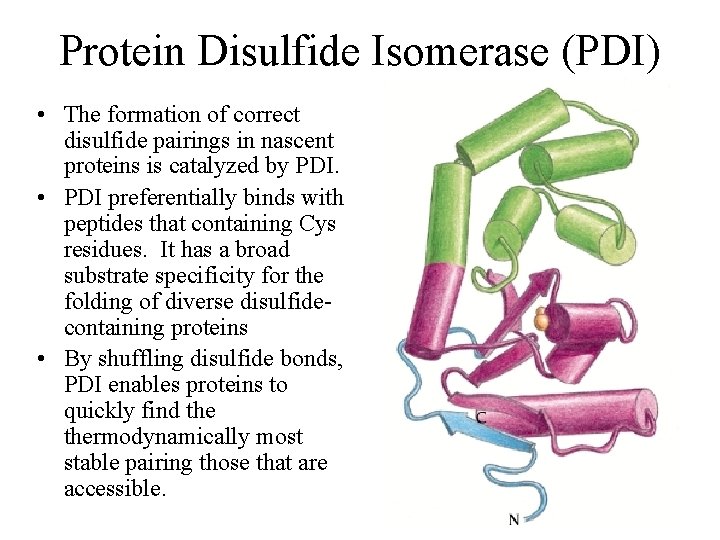 Protein Disulfide Isomerase (PDI) • The formation of correct disulfide pairings in nascent proteins