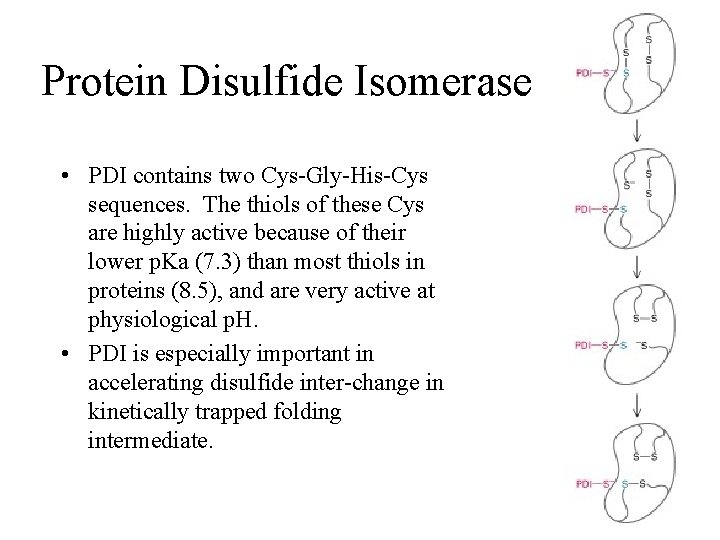 Protein Disulfide Isomerase • PDI contains two Cys-Gly-His-Cys sequences. The thiols of these Cys