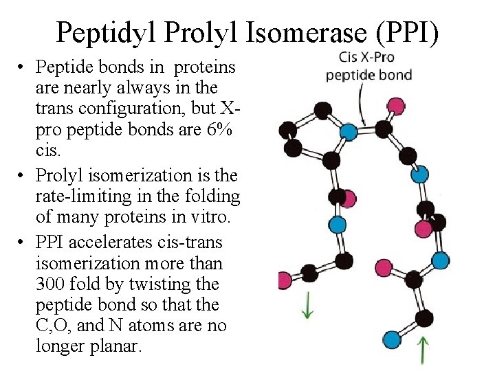 Peptidyl Prolyl Isomerase (PPI) • Peptide bonds in proteins are nearly always in the