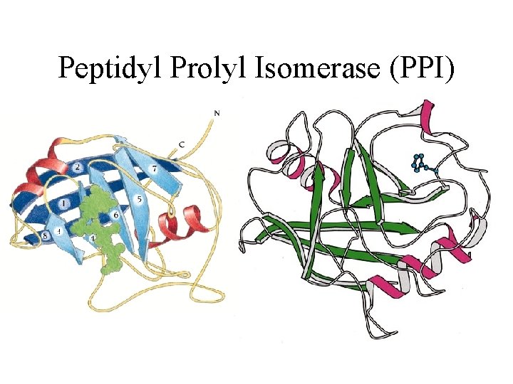 Peptidyl Prolyl Isomerase (PPI) 