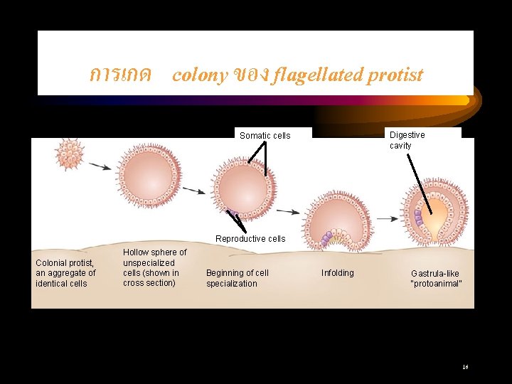 การเกด colony ของ flagellated protist Digestive cavity Somatic cells Reproductive cells Colonial protist, an