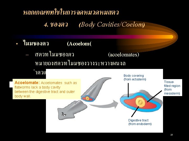 หลกเกณฑทใชในการจดหมวดหมสตว 4. ชองตว (Body Cavities/Coelom) • ไมมชองตว (Acoelom( – สตวทไมมชองตว (acoelomates) หมายถงสตวทไมมชองวางระหวางผนงล ำตวและทางเดนอาหาร เชน