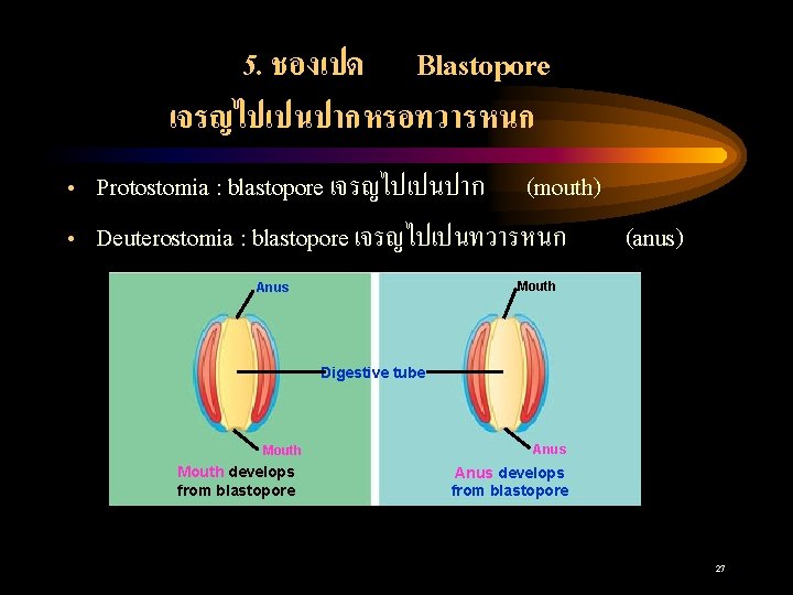 5. ชองเปด Blastopore เจรญไปเปนปากหรอทวารหนก • Protostomia : blastopore เจรญไปเปนปาก (mouth) • Deuterostomia : blastopore