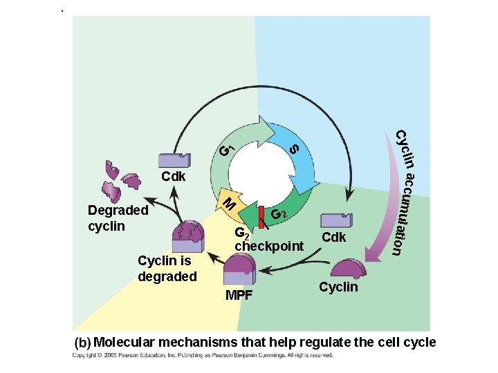G Cdk G 2 checkpoint MPF Cdk ion Cyclin is degraded M Degraded cyclin
