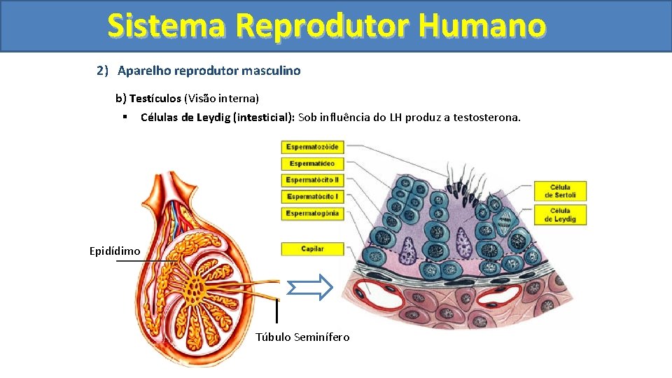 Sistema. Reprodutor. Humano 2) Aparelho reprodutor masculino b) Testículos (Visão interna) § Células de