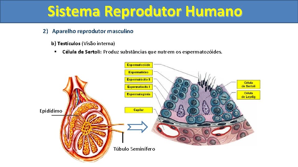 Sistema. Reprodutor. Humano 2) Aparelho reprodutor masculino b) Testículos (Visão interna) § Célula de