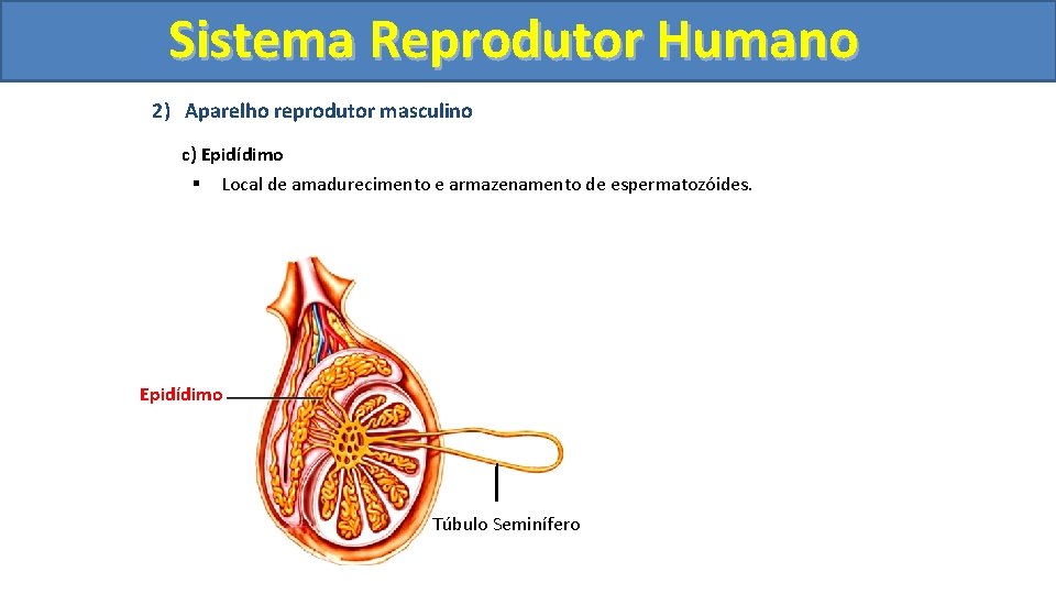 Sistema. Reprodutor. Humano 2) Aparelho reprodutor masculino c) Epidídimo § Local de amadurecimento e