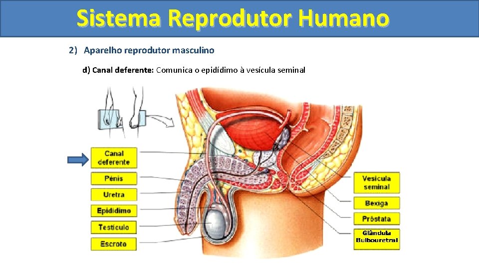 Sistema. Reprodutor. Humano 2) Aparelho reprodutor masculino d) Canal deferente: Comunica o epidídimo à