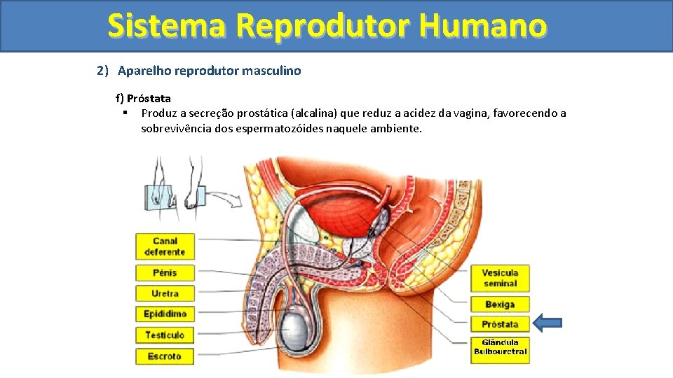 Sistema. Reprodutor. Humano 2) Aparelho reprodutor masculino f) Próstata § Produz a secreção prostática