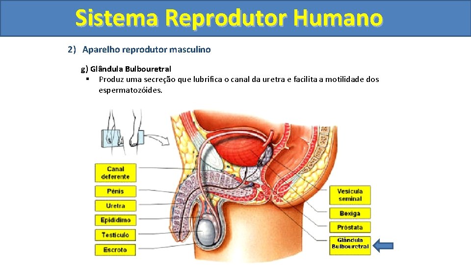 Sistema. Reprodutor. Humano 2) Aparelho reprodutor masculino g) Glândula Bulbouretral § Produz uma secreção