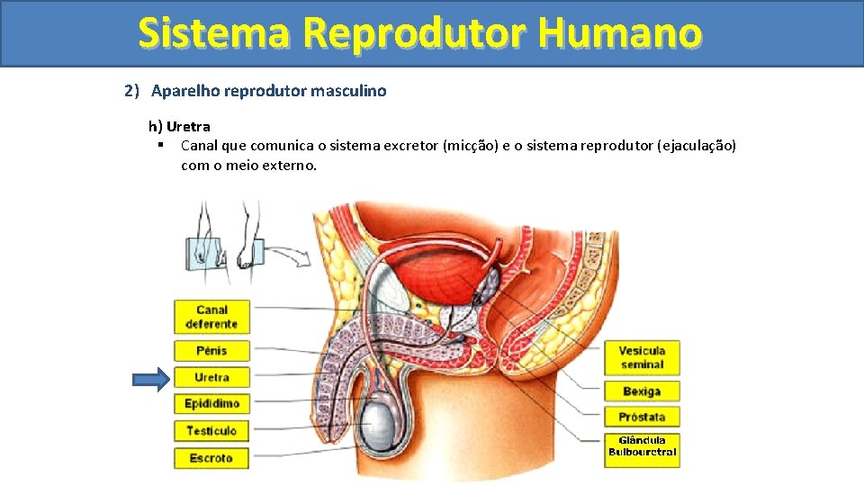 Sistema. Reprodutor. Humano 2) Aparelho reprodutor masculino h) Uretra § Canal que comunica o