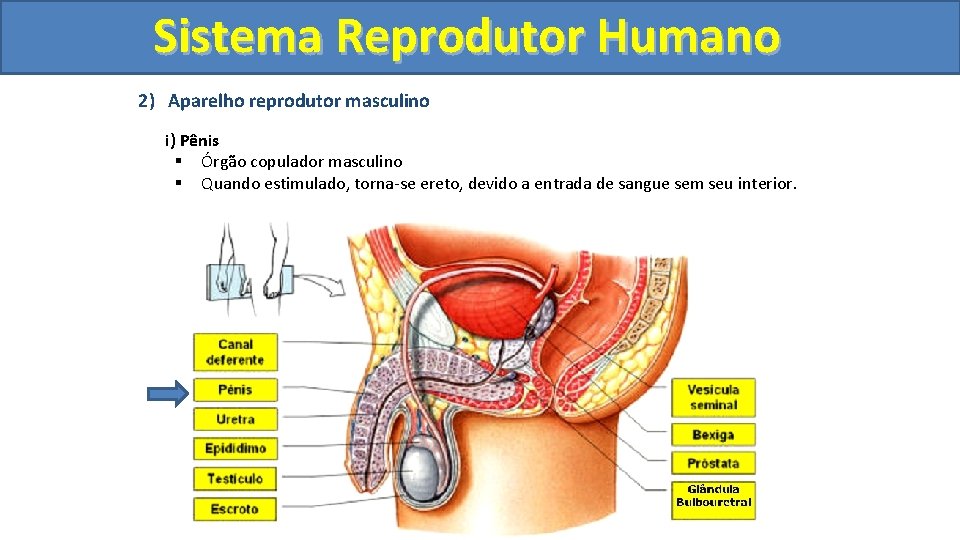 Sistema. Reprodutor. Humano 2) Aparelho reprodutor masculino i) Pênis § Órgão copulador masculino §