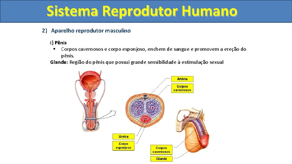 Sistema. Reprodutor. Humano 2) Aparelho reprodutor masculino i) Pênis § Corpos cavernosos e corpo