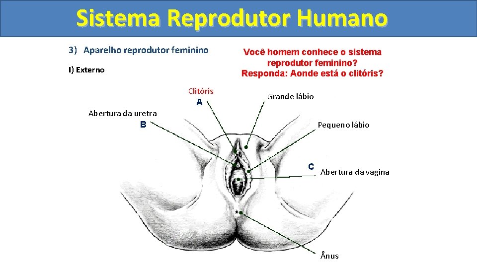 Sistema. Reprodutor. Humano 3) Aparelho reprodutor feminino I) Externo Clitóris A Você homem conhece