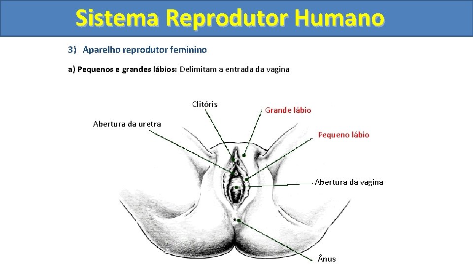 Sistema. Reprodutor. Humano 3) Aparelho reprodutor feminino a) Pequenos e grandes lábios: Delimitam a