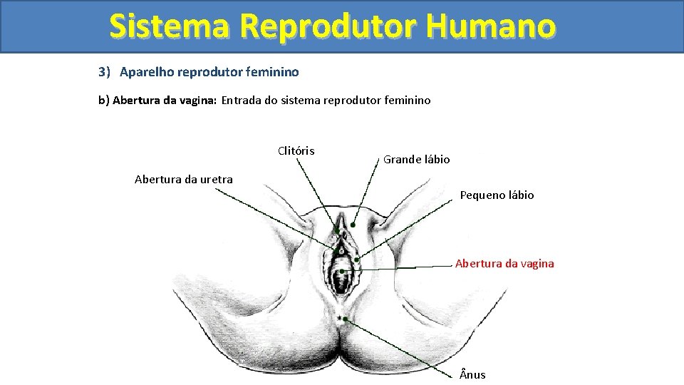 Sistema. Reprodutor. Humano 3) Aparelho reprodutor feminino b) Abertura da vagina: Entrada do sistema