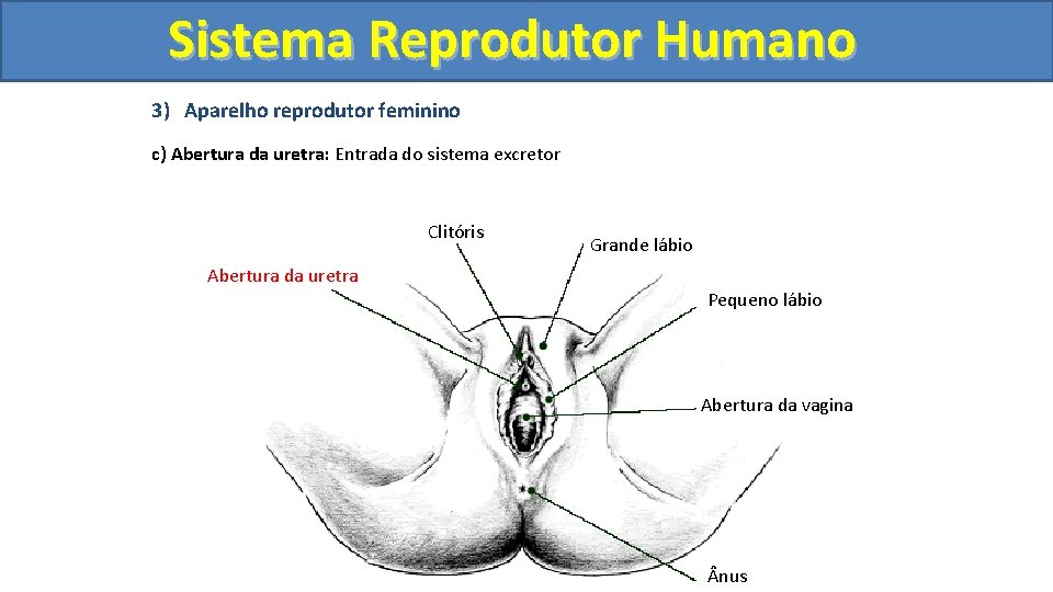 Sistema. Reprodutor. Humano 3) Aparelho reprodutor feminino c) Abertura da uretra: Entrada do sistema