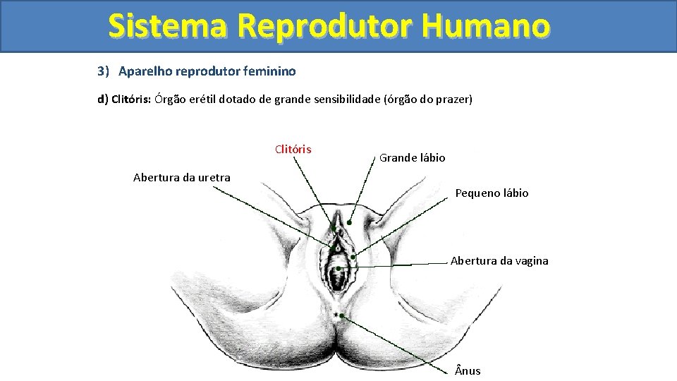 Sistema. Reprodutor. Humano 3) Aparelho reprodutor feminino d) Clitóris: Órgão erétil dotado de grande