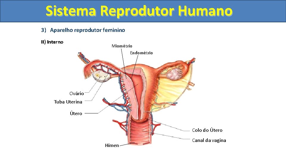Sistema. Reprodutor. Humano 3) Aparelho reprodutor feminino II) Interno Miométrio Endométrio Ovário Tuba Uterina