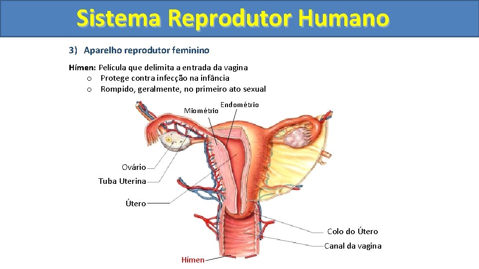Sistema. Reprodutor. Humano 3) Aparelho reprodutor feminino Hímen: Película que delimita a entrada da